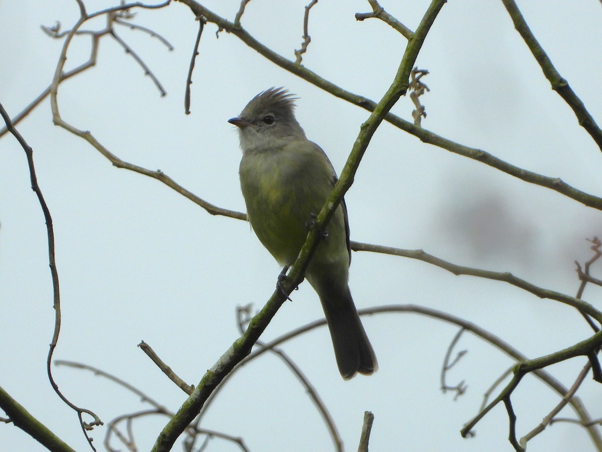 Yellow-bellied Elaenia - Luis "Beto" Matheus