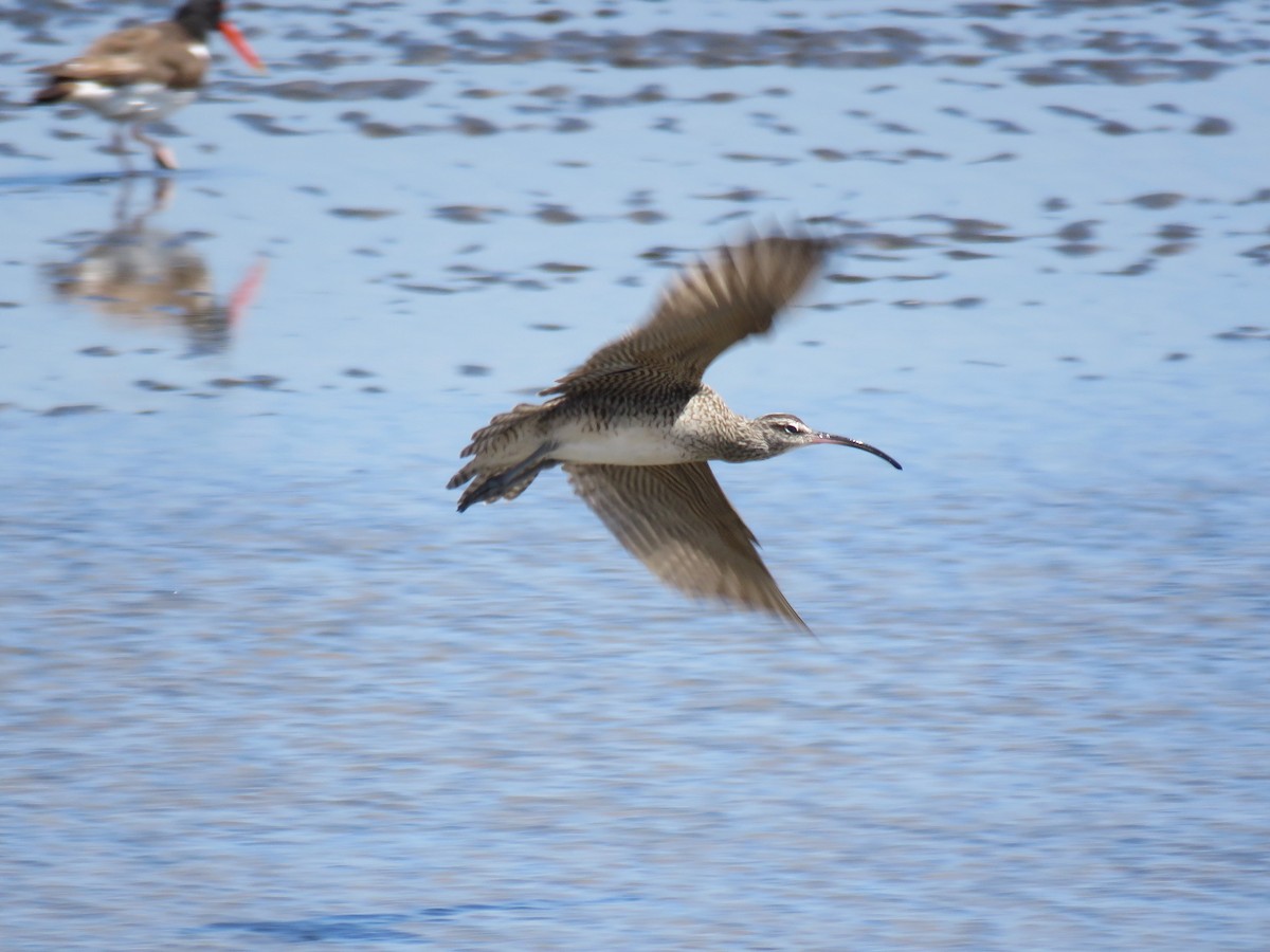 Whimbrel (Hudsonian) - ML613626779