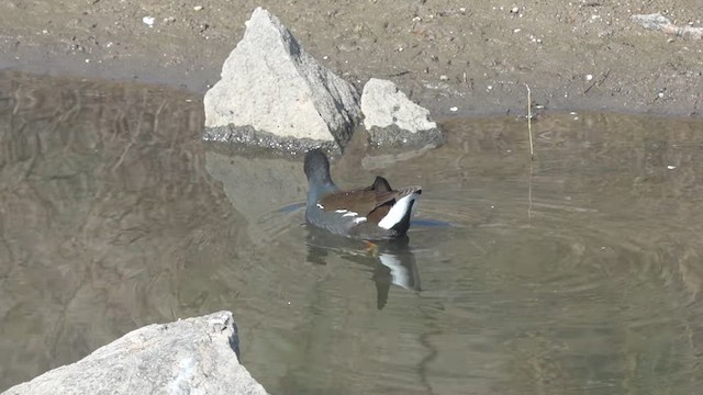 Eurasian Moorhen - ML613626800