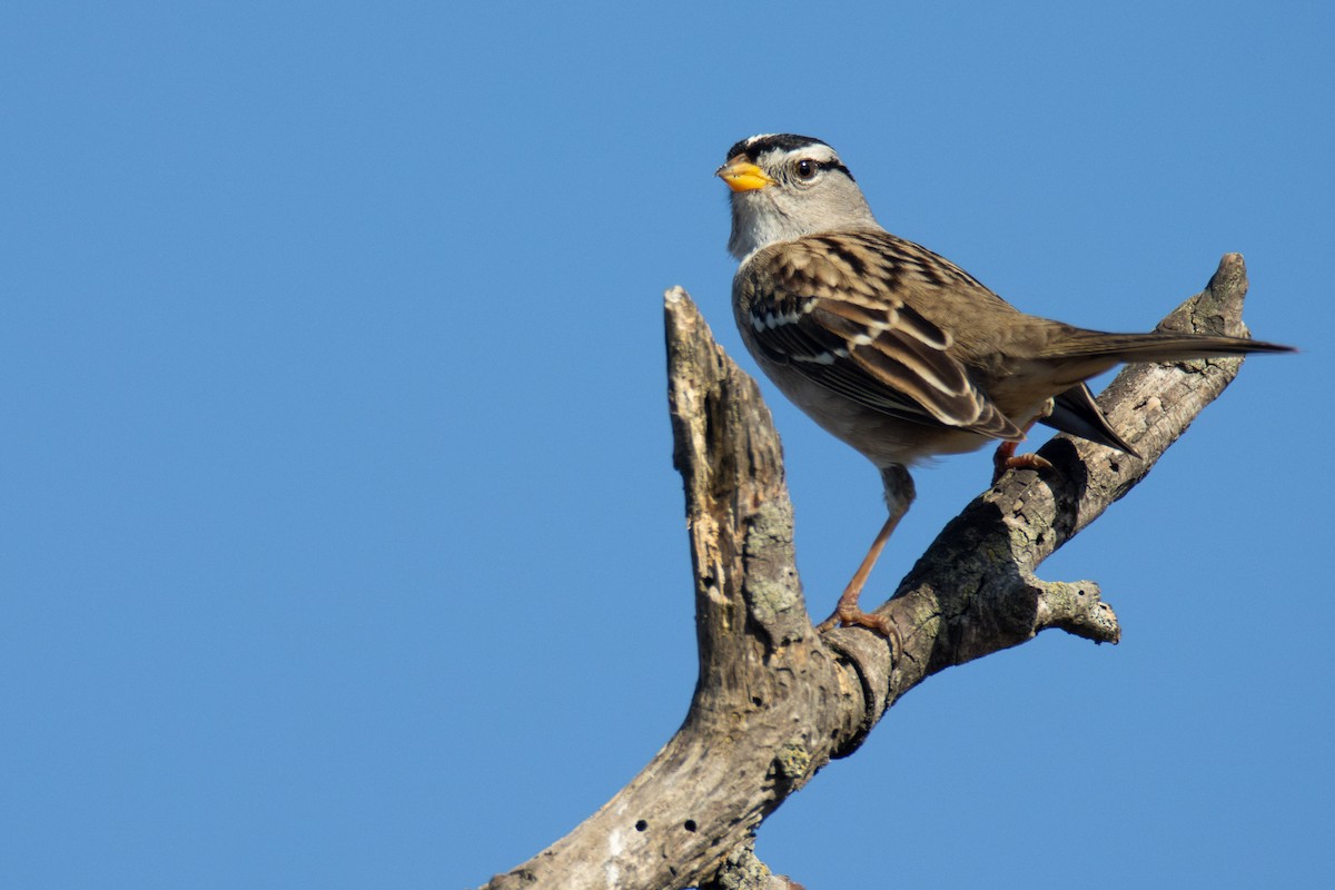White-crowned Sparrow - ML613626806