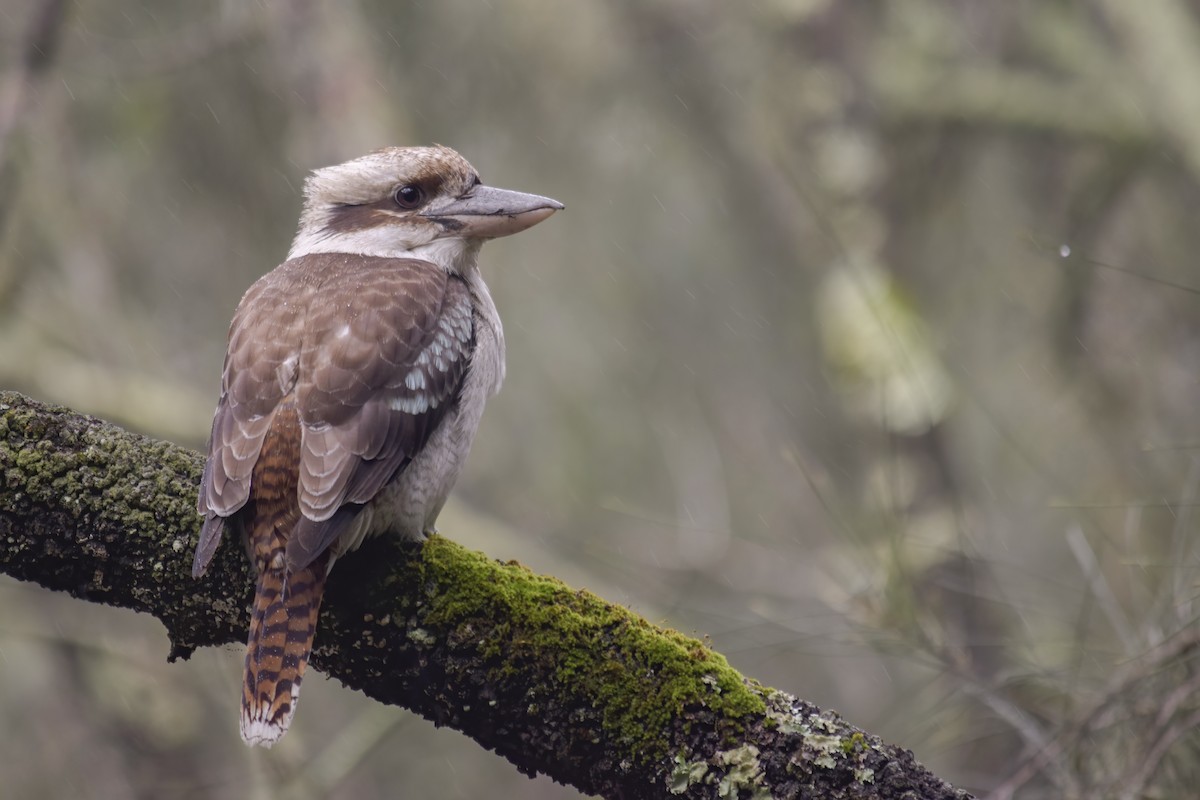 Laughing Kookaburra - ML613626828