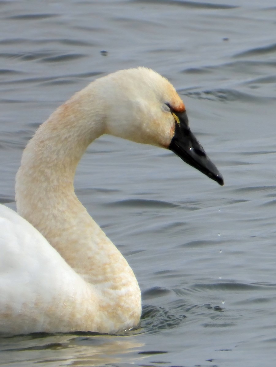 Tundra Swan - ML613626848