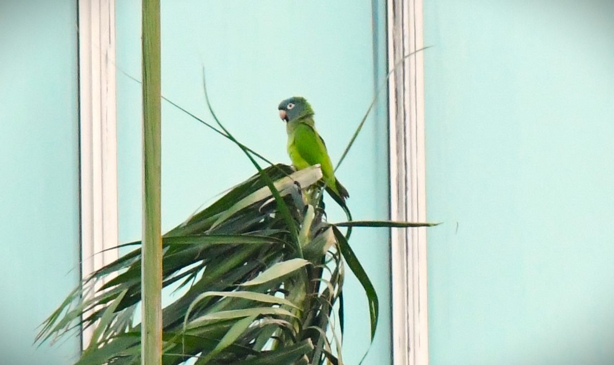 Conure à tête bleue - ML613626858