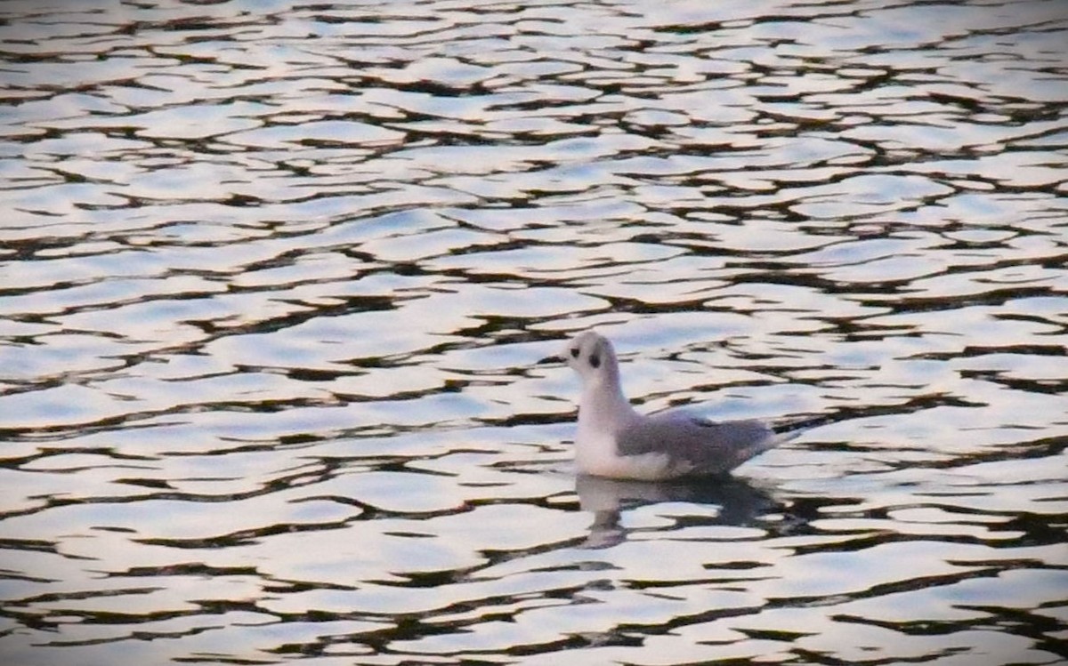 Bonaparte's Gull - ML613626878