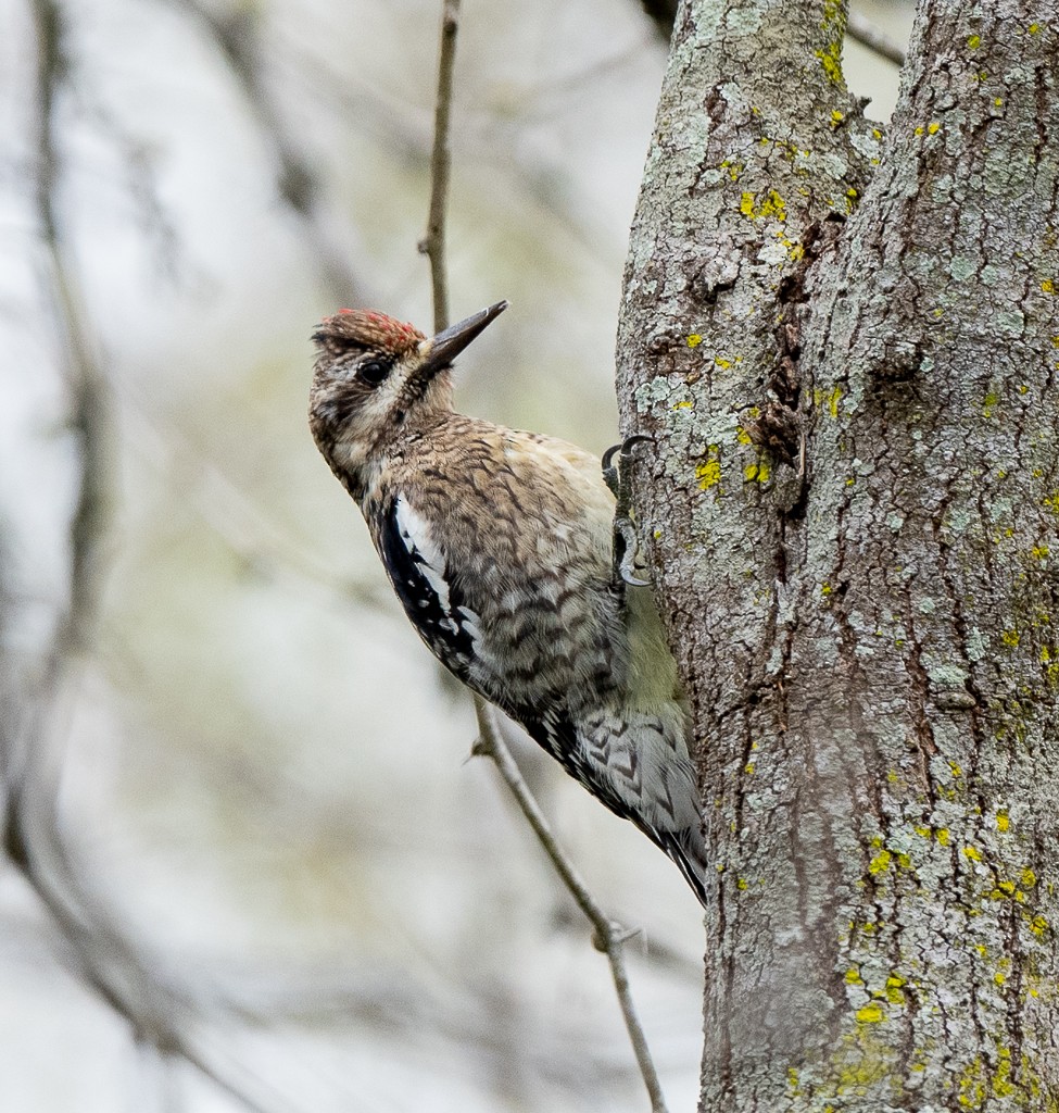 Yellow-bellied Sapsucker - ML613626991