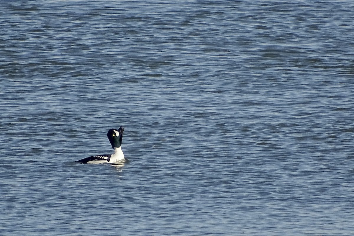 Barrow's Goldeneye - ML613626998