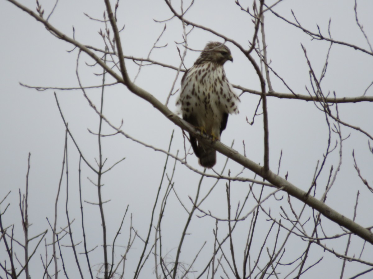 Red-shouldered Hawk - ML613627013