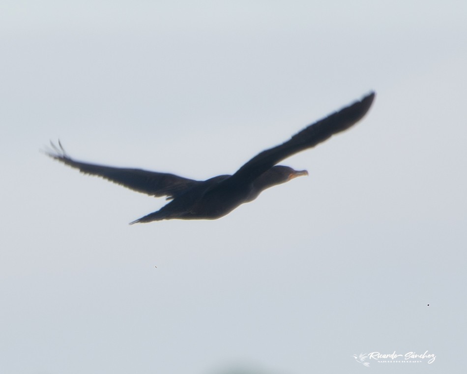 Double-crested Cormorant - ML613627080