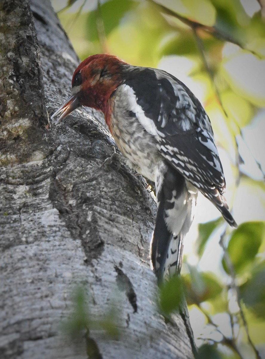 Red-breasted Sapsucker - ML613627117