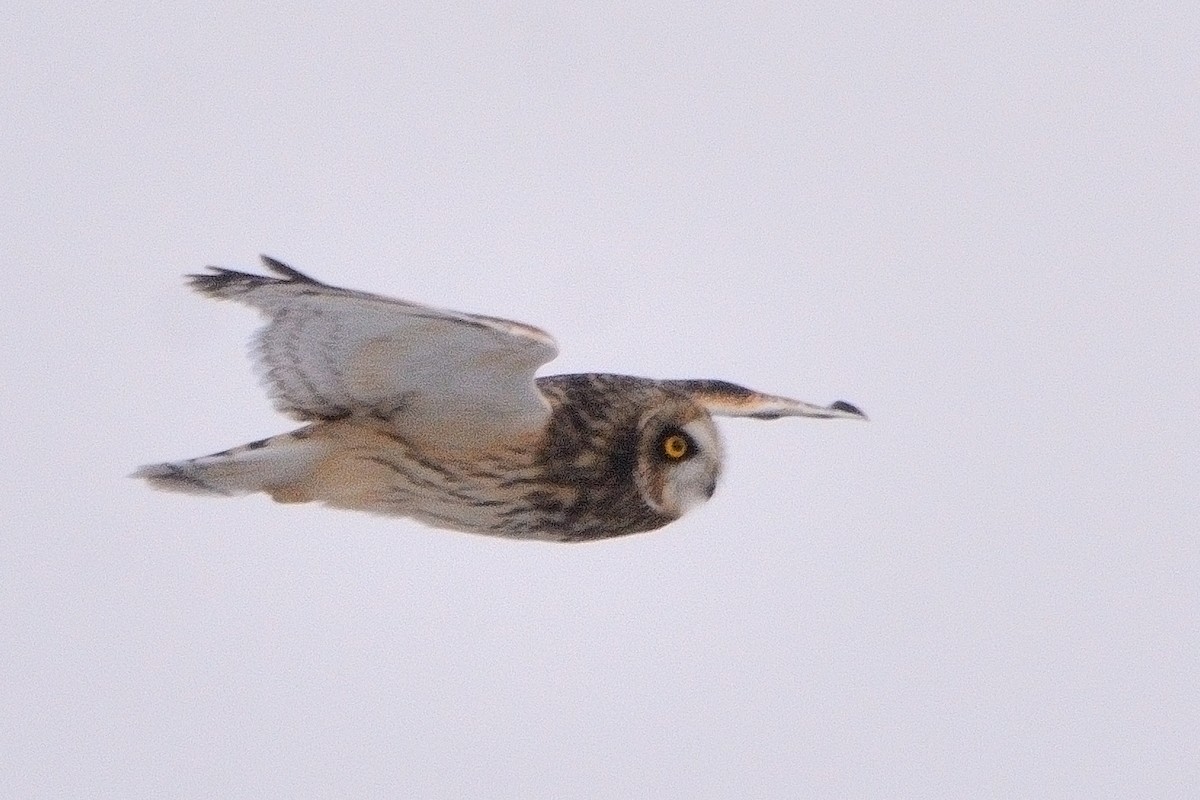 Short-eared Owl - John Gordinier