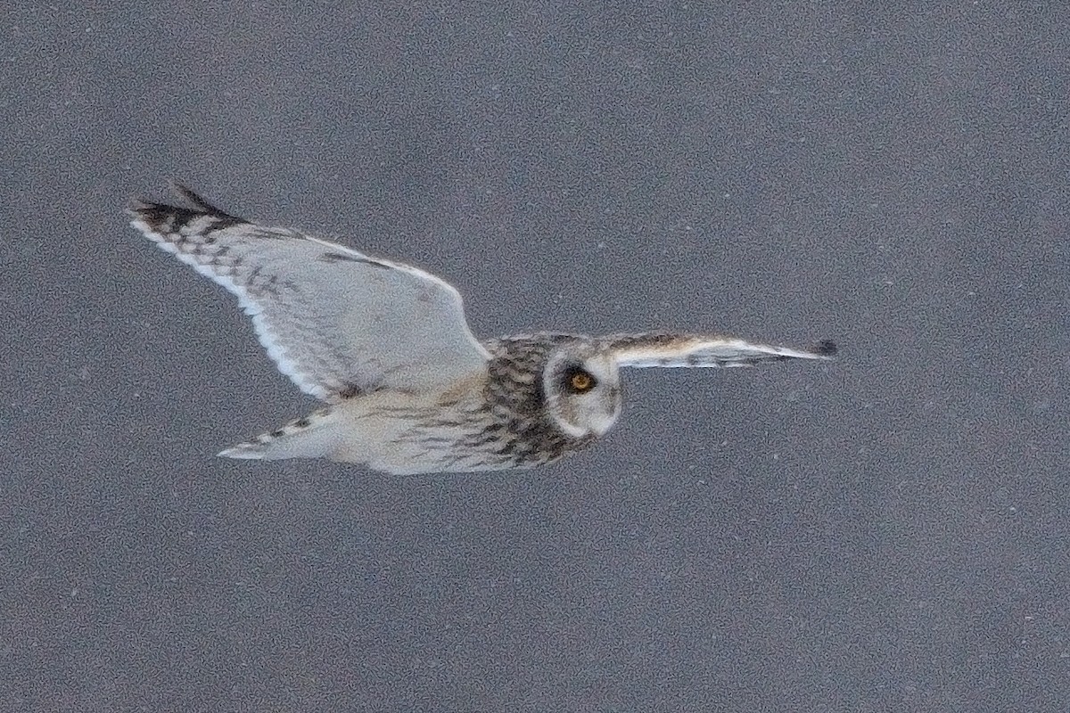 Short-eared Owl - ML613627142