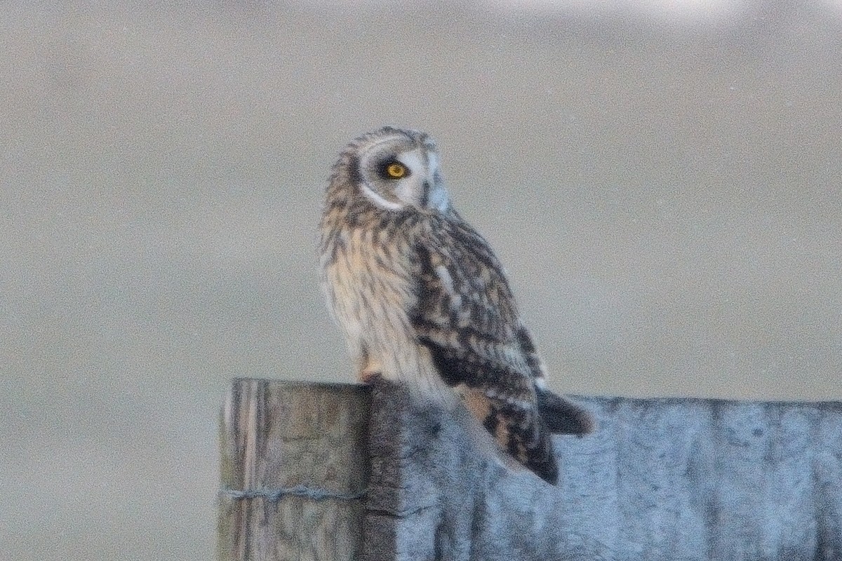 Short-eared Owl - ML613627143