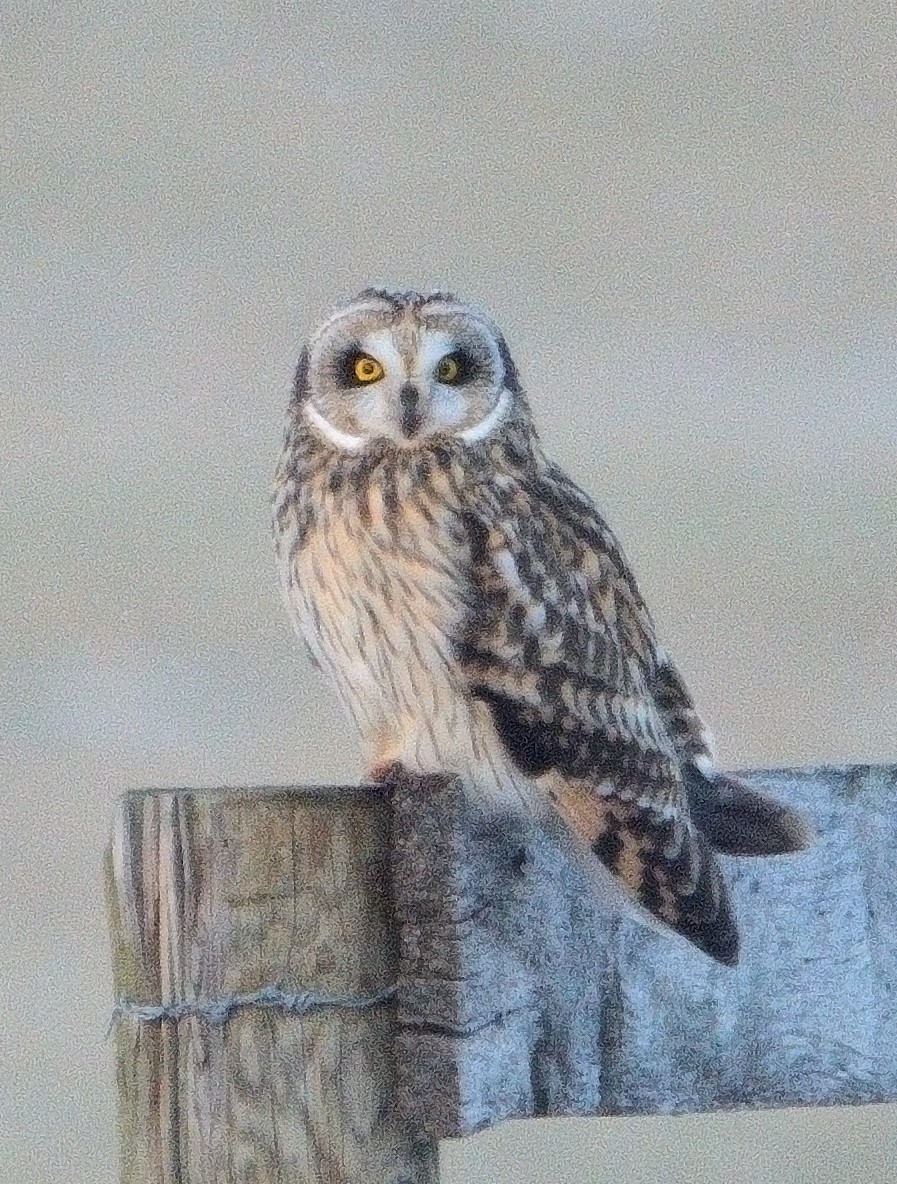 Short-eared Owl - ML613627144