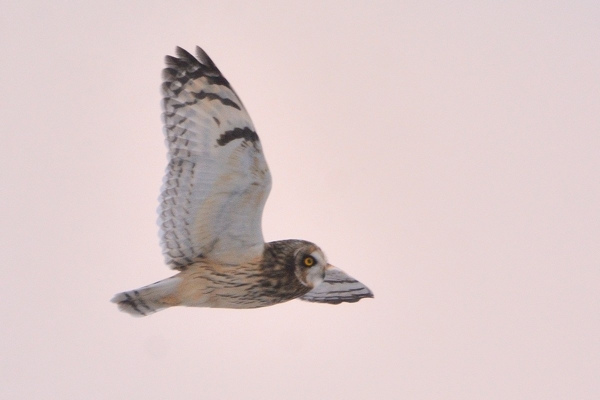 Short-eared Owl - ML613627145