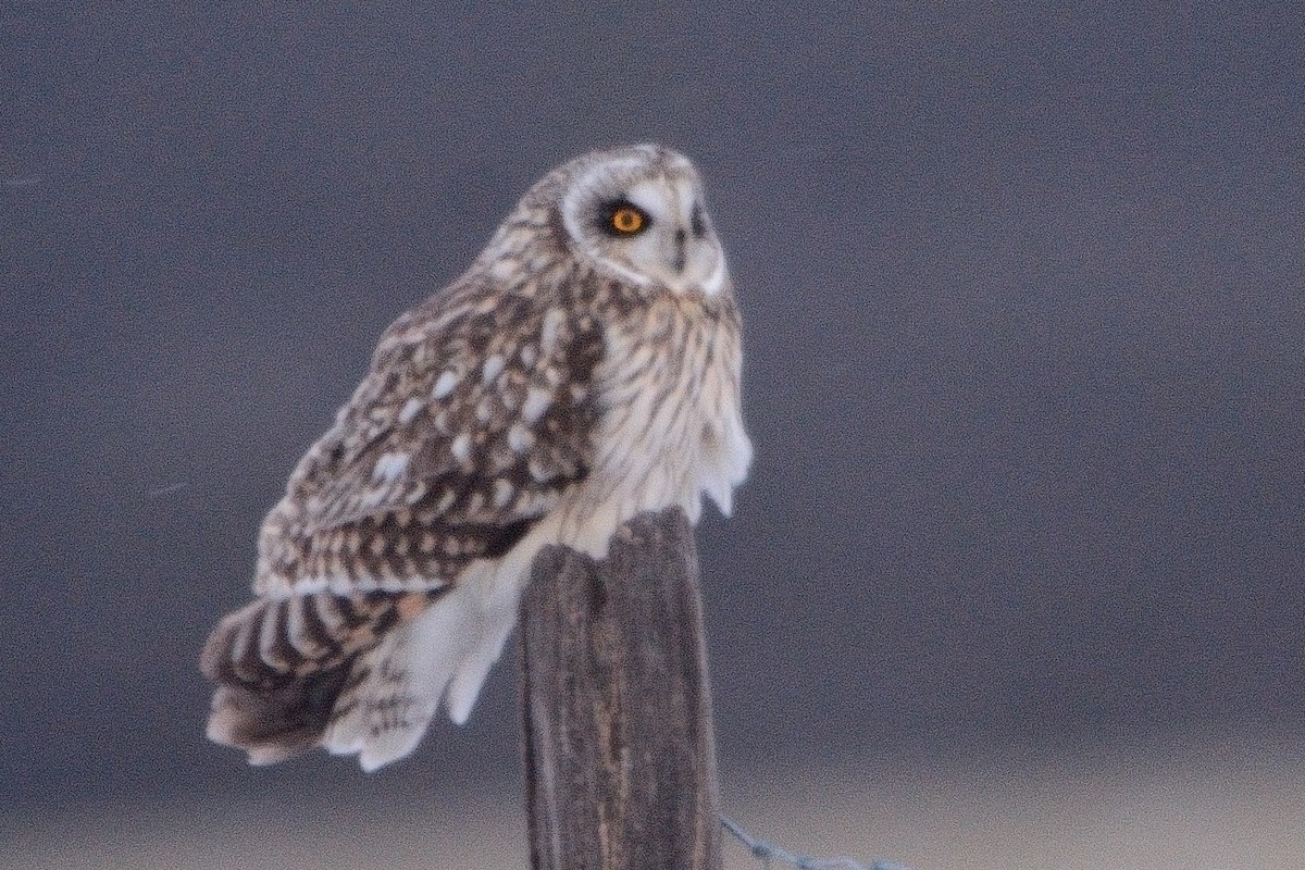 Short-eared Owl - ML613627146
