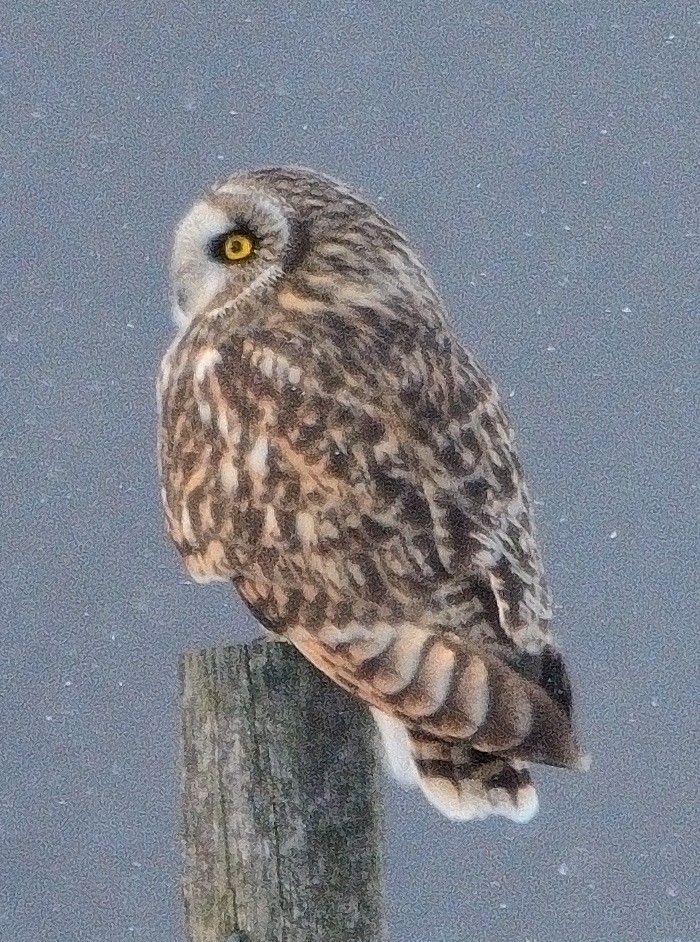 Short-eared Owl - ML613627147