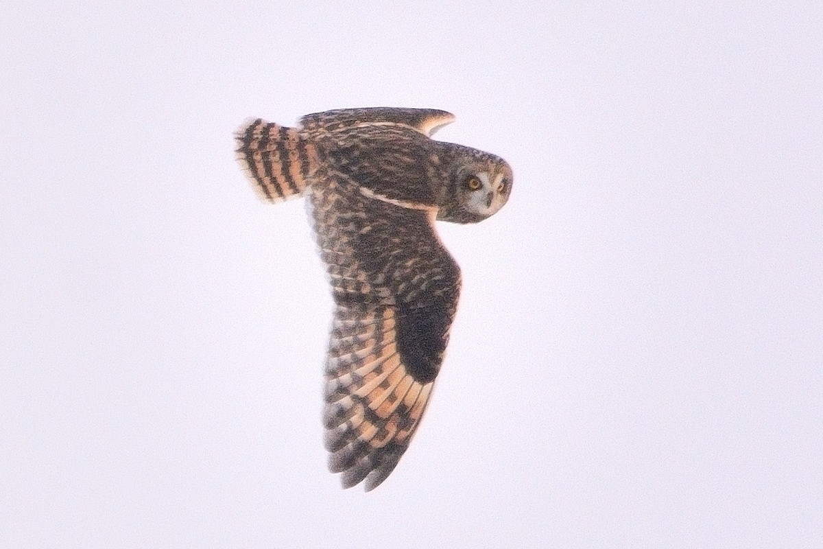 Short-eared Owl - ML613627148