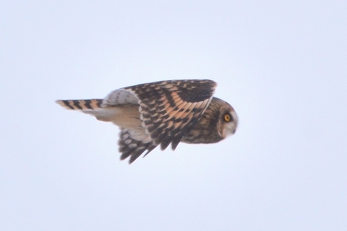 Short-eared Owl - ML613627149