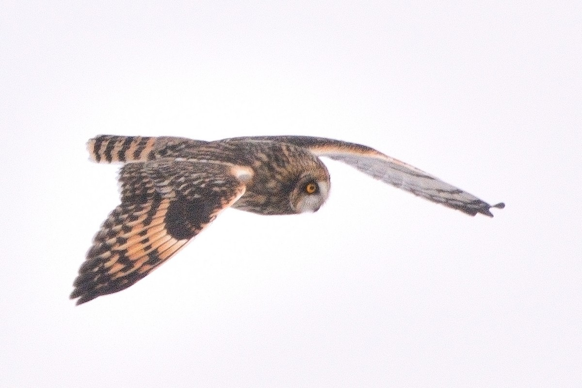 Short-eared Owl - ML613627150