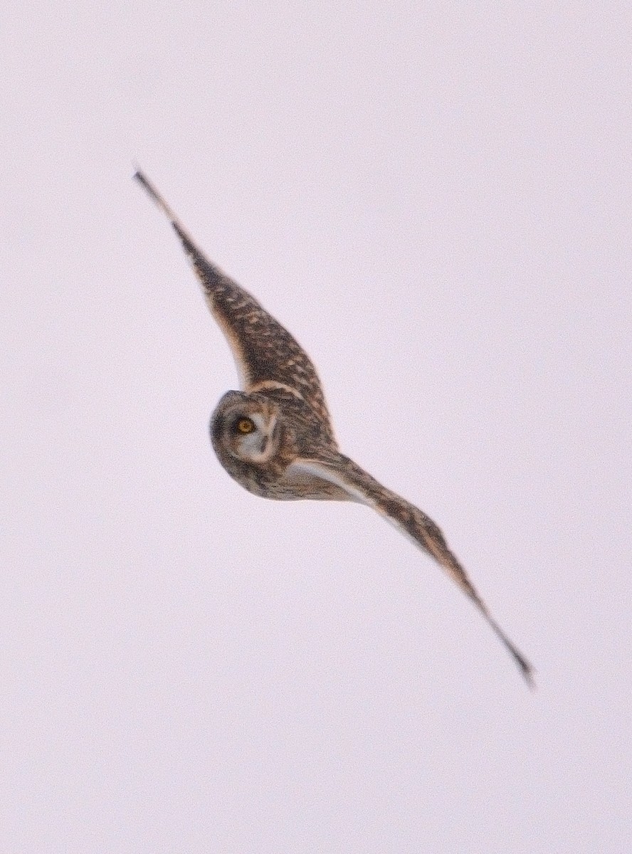 Short-eared Owl - ML613627151