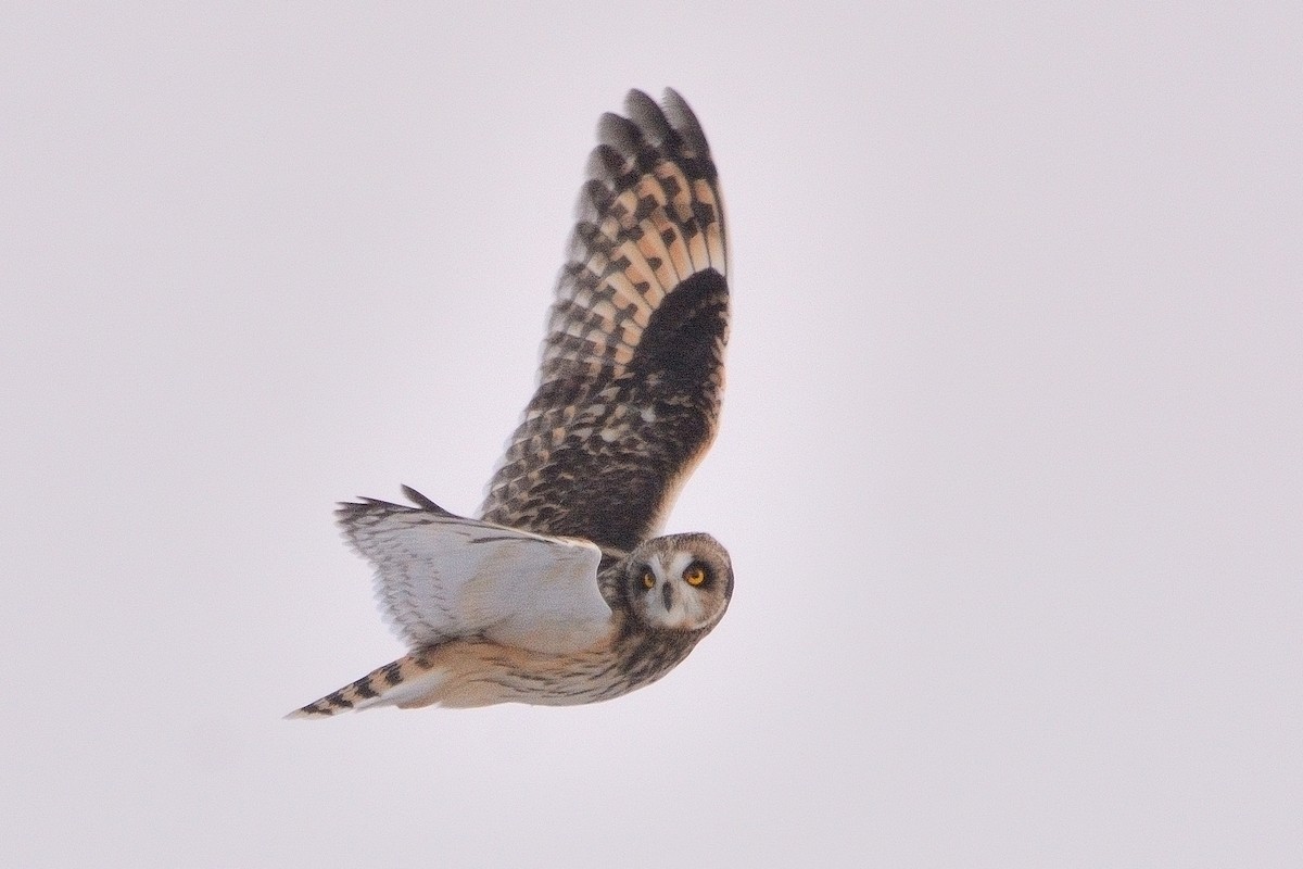 Short-eared Owl - ML613627152