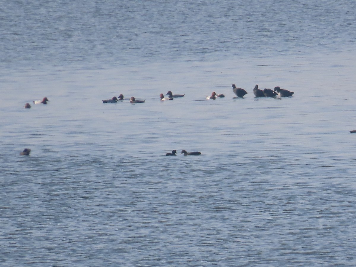 Common Pochard - ML613627188