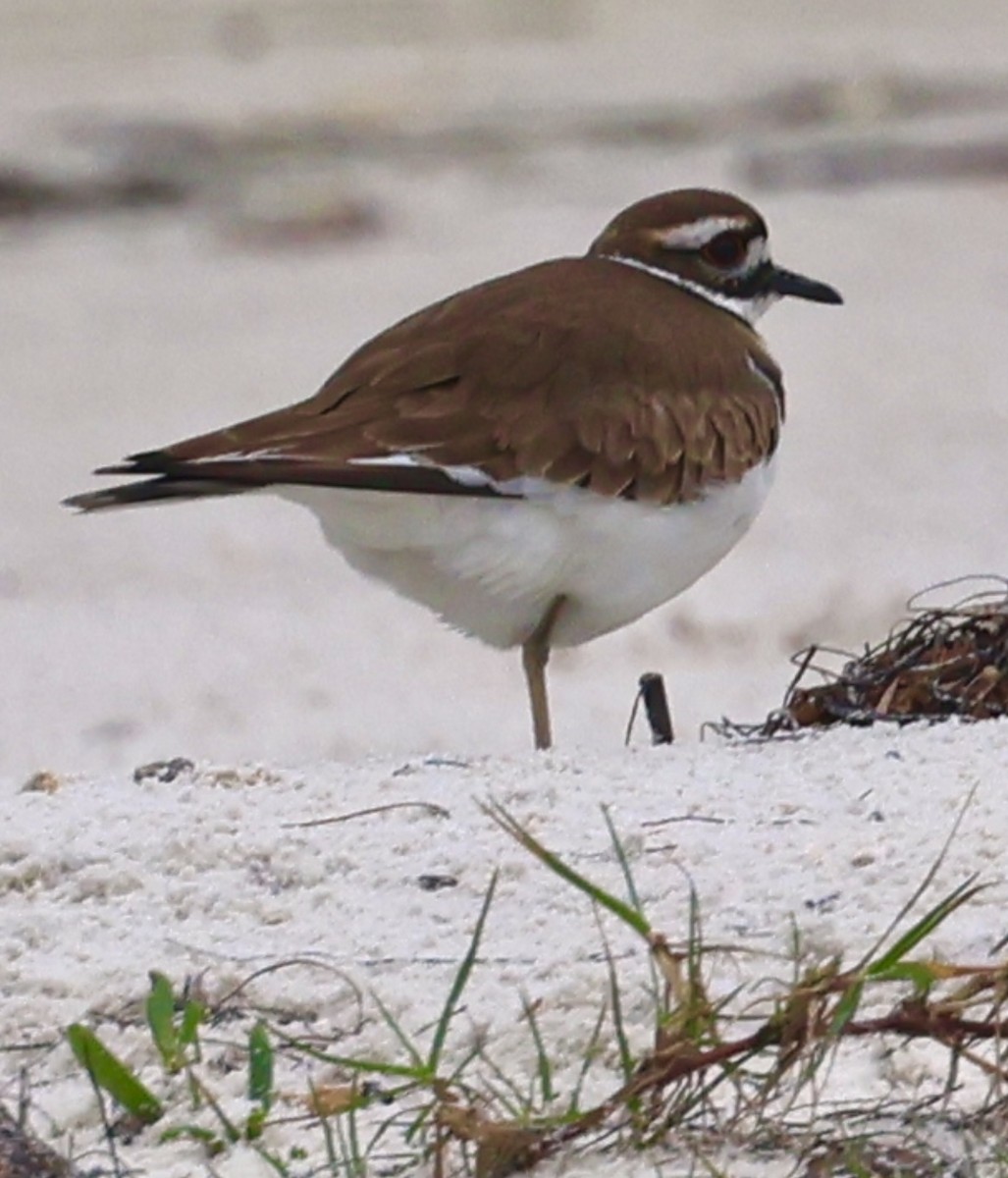 Killdeer - ML613627240