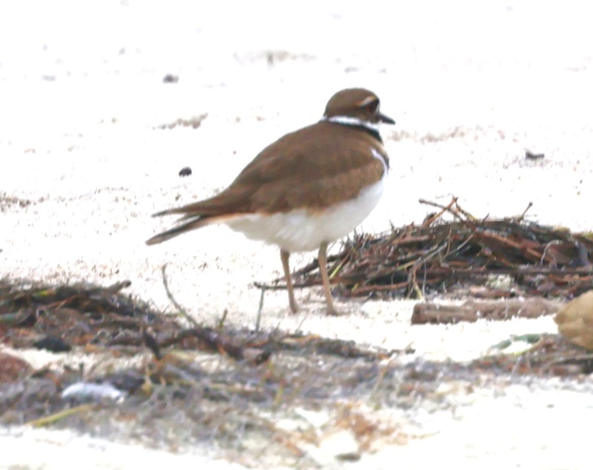 Killdeer - ML613627241