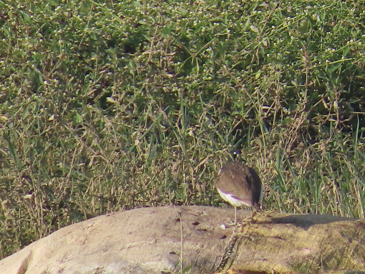 Common Sandpiper - ML613627249