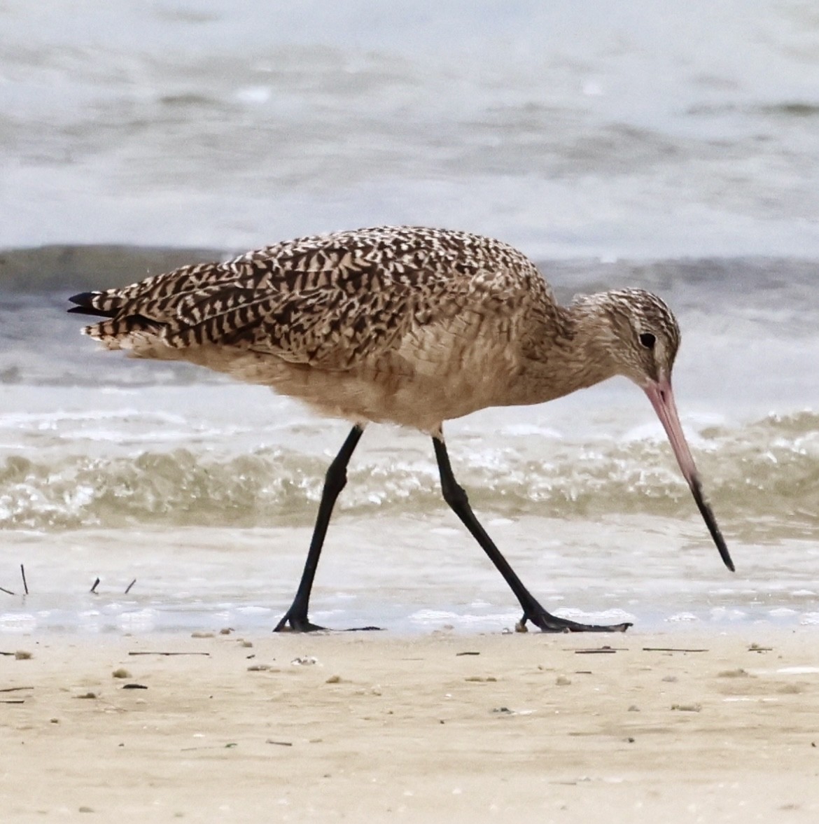 Marbled Godwit - Debbie Crowley