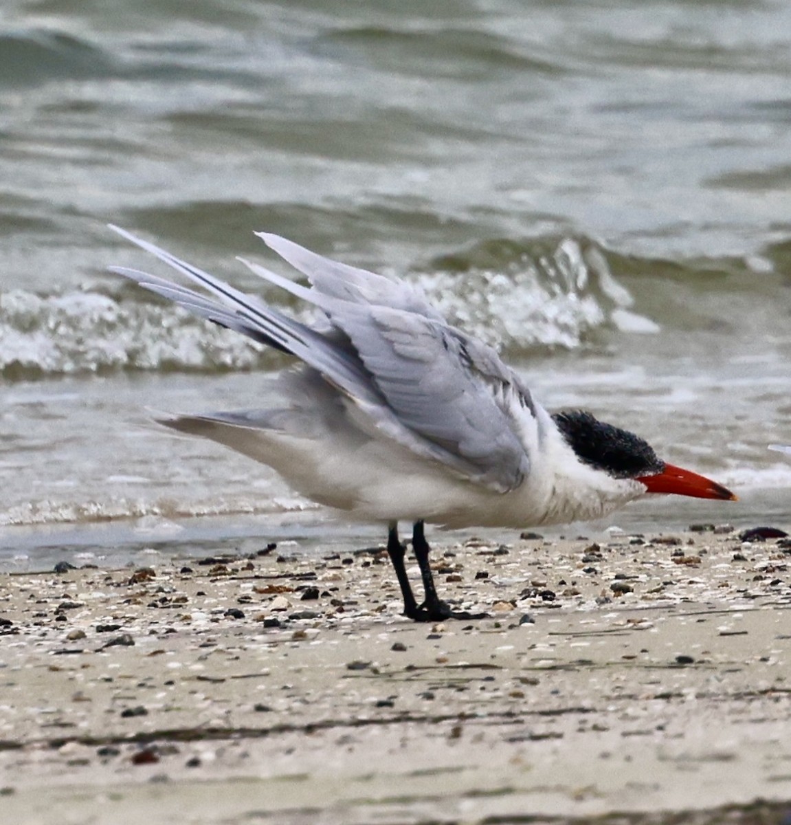 Caspian Tern - ML613627358