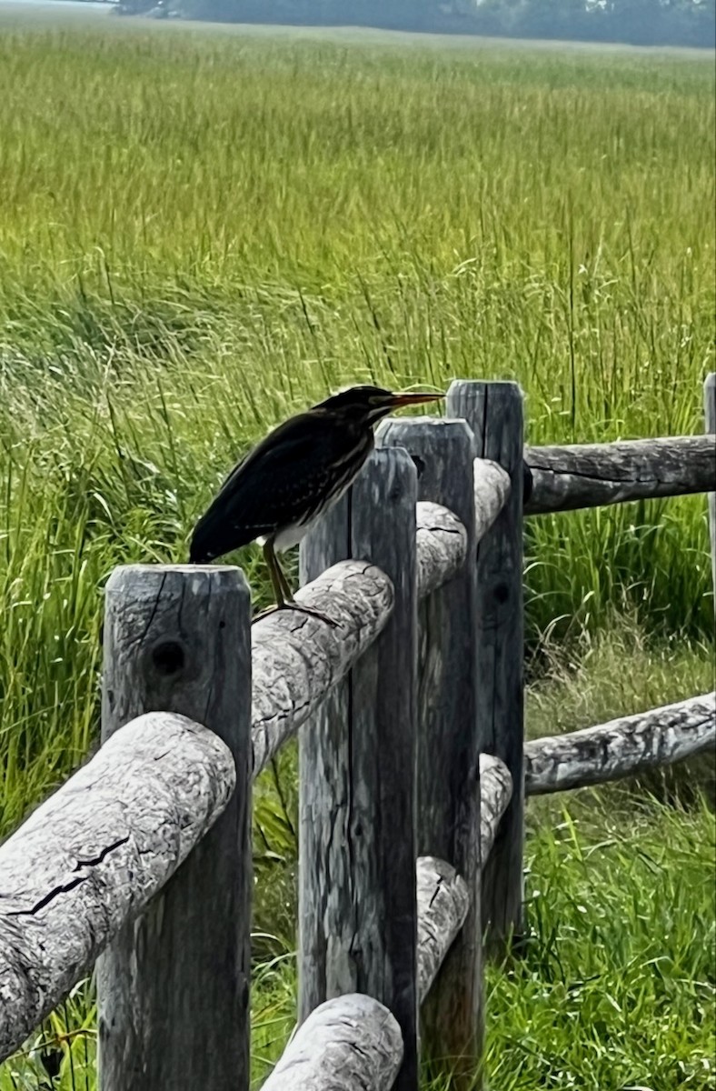 Green Heron - ML613627373