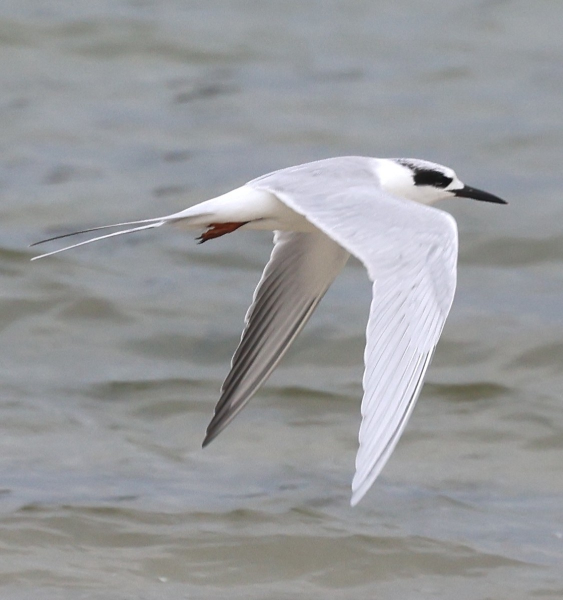 Forster's Tern - ML613627379