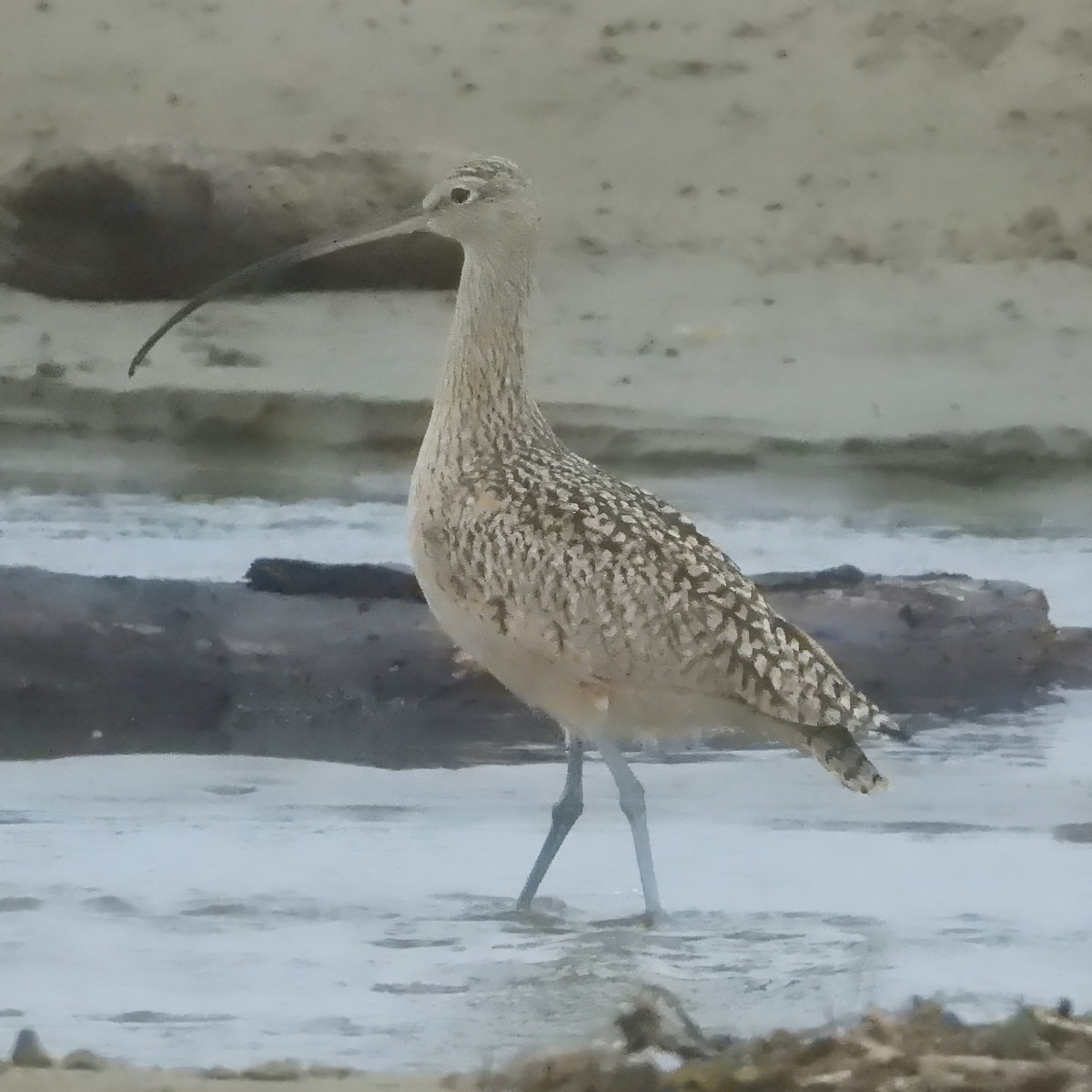 Long-billed Curlew - Chris Spurgeon