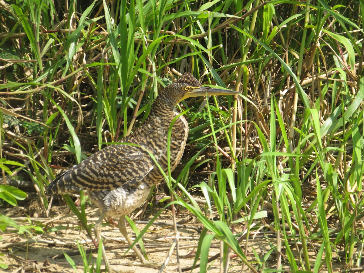 Bare-throated Tiger-Heron - ML613627445