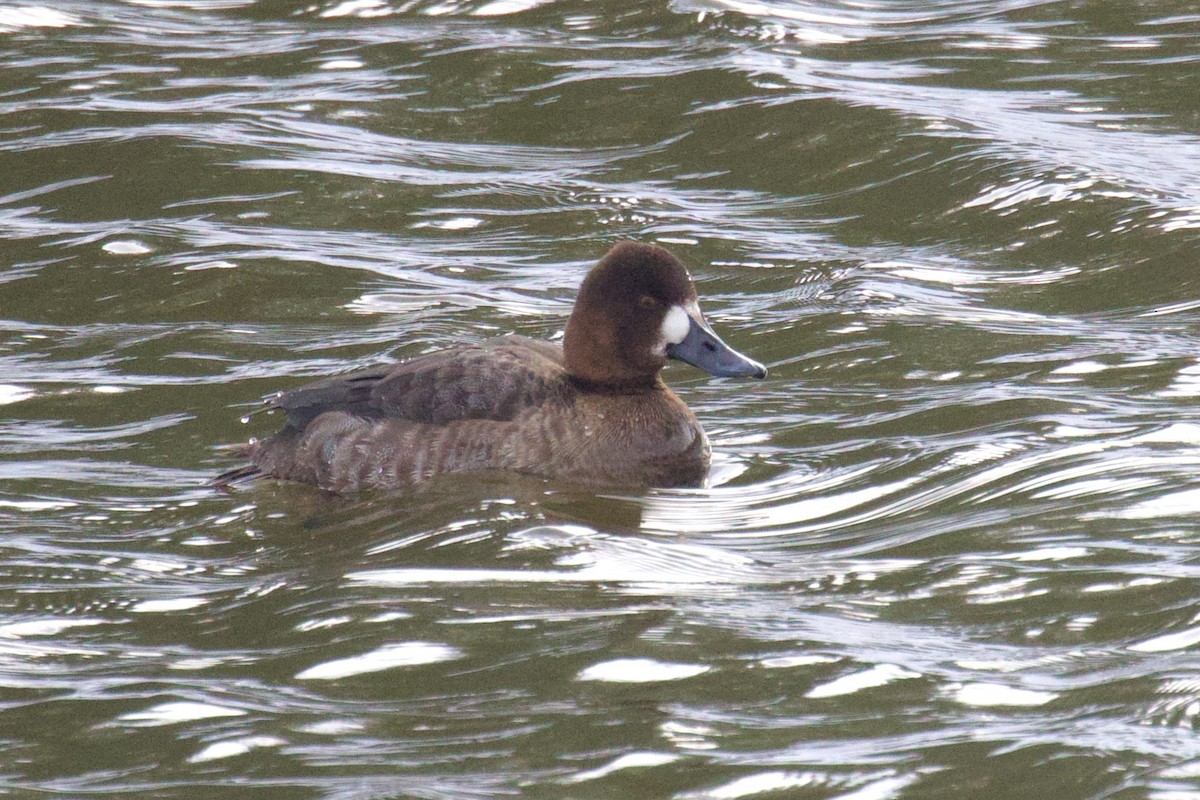 Lesser Scaup - ML613627455