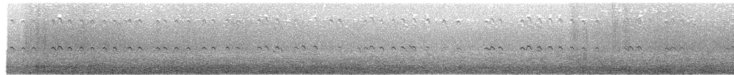 Sterne royale - ML613627486