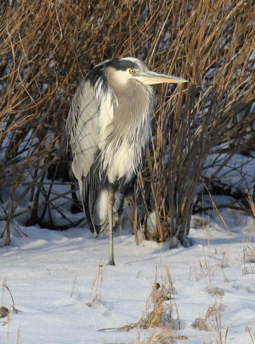 Great Blue Heron - ML613627513