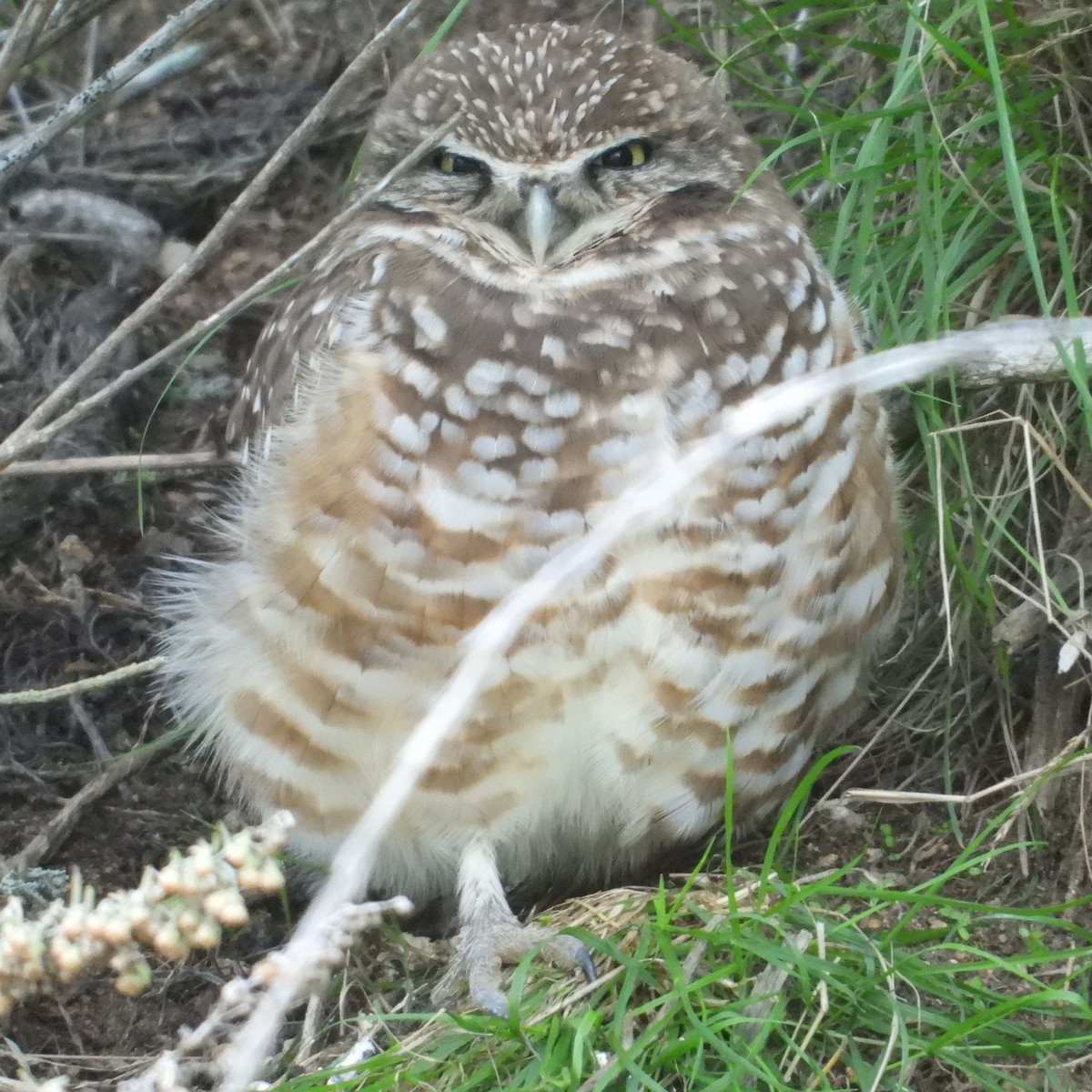 Burrowing Owl - ML613627543