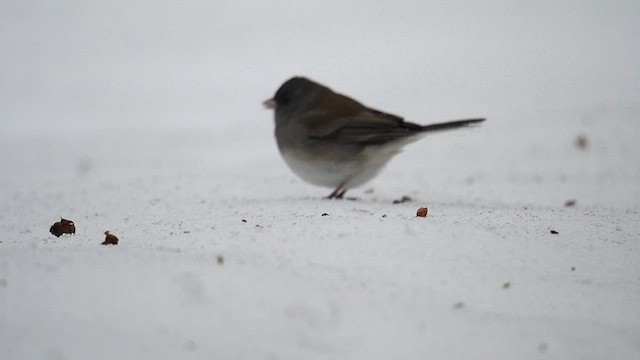 Dark-eyed Junco (Slate-colored) - ML613627548