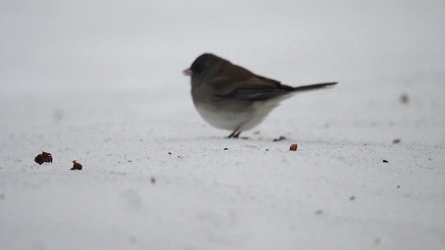 Junco ardoisé (hyemalis/carolinensis) - ML613627548