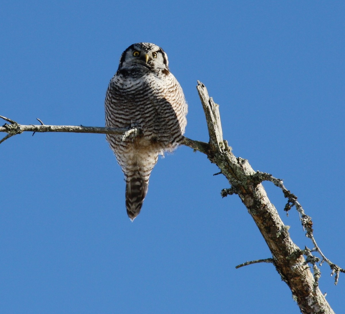 Northern Hawk Owl - ML613627560