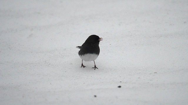 Junco ardoisé (hyemalis/carolinensis) - ML613627568