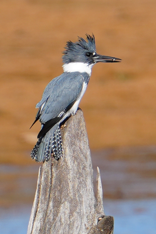Belted Kingfisher - ML613627612