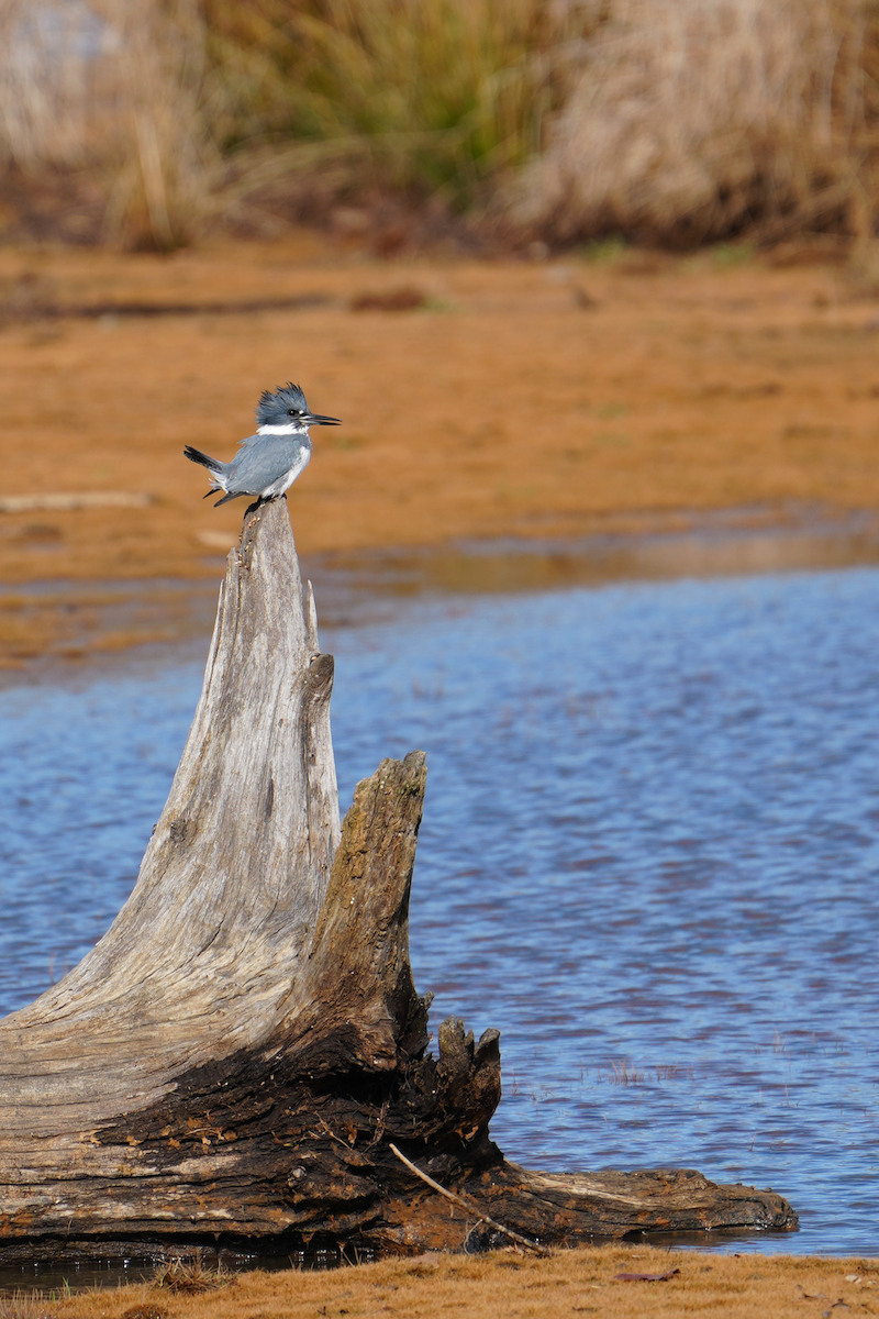 Belted Kingfisher - ML613627613