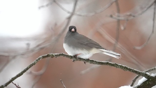 Junco ardoisé (hyemalis/carolinensis) - ML613627630