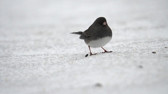 Junco ardoisé (hyemalis/carolinensis) - ML613627635