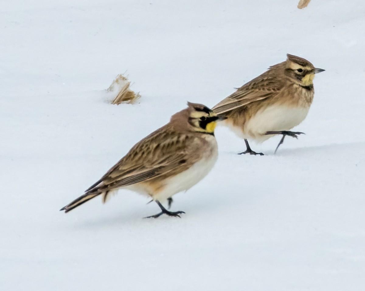 Horned Lark - Gregg Petersen