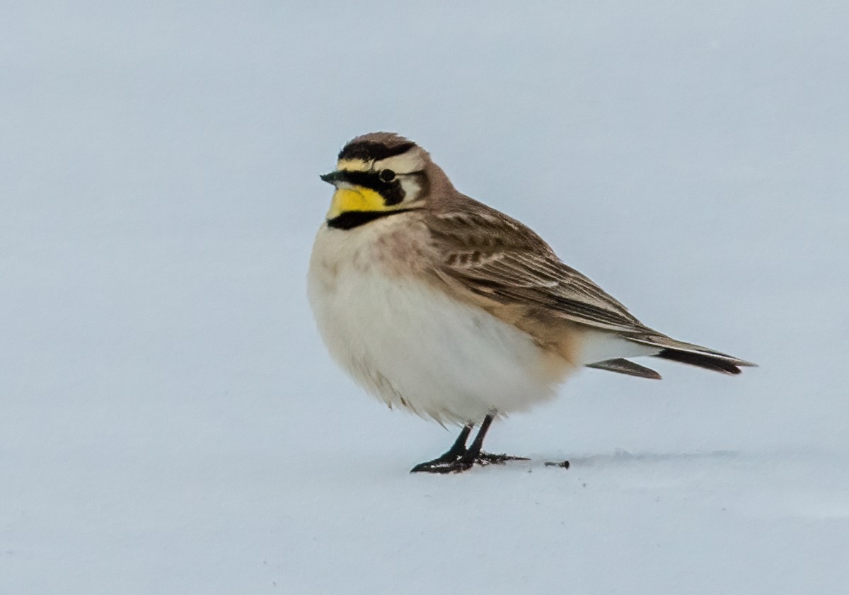 Horned Lark - ML613627658