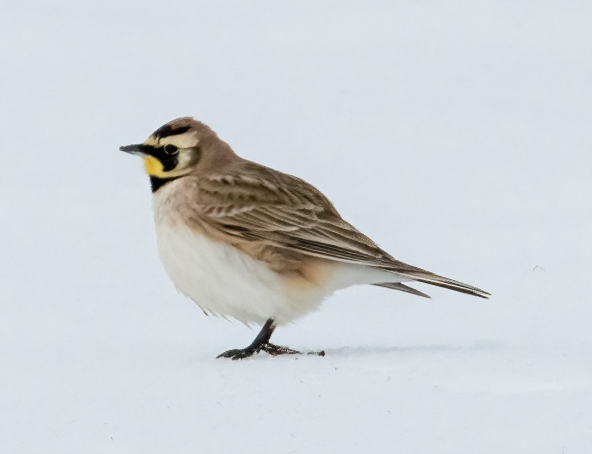 Horned Lark - ML613627660